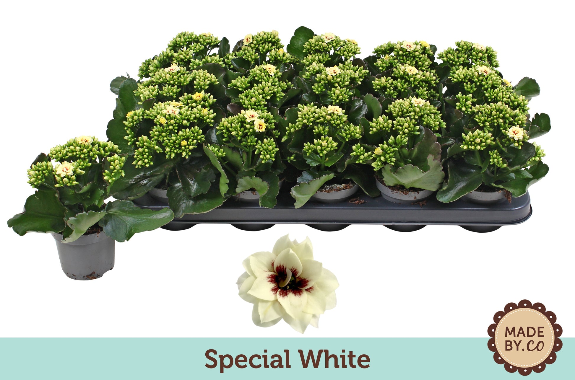 Kalanchoe Tiger Majestic Cream 19cm 9cm Pot