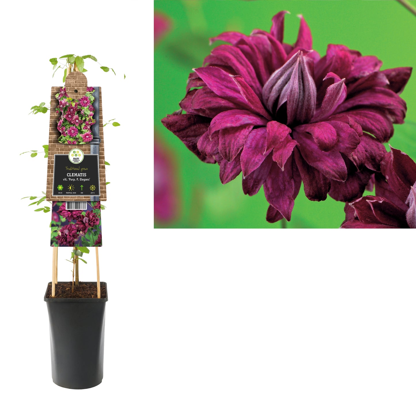 Clematis Plena Elegans 75cm 17cm Pot