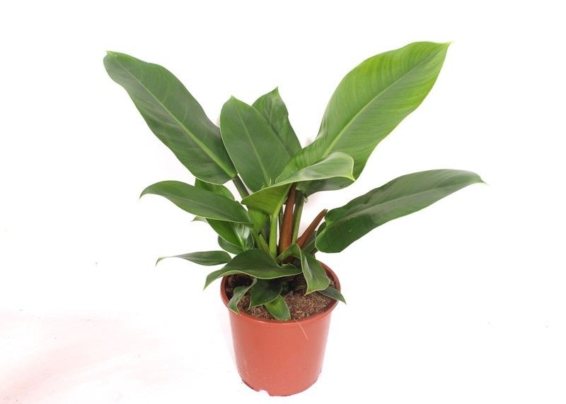 Fachjan BV Philodendron Imperial Green Pack of 6