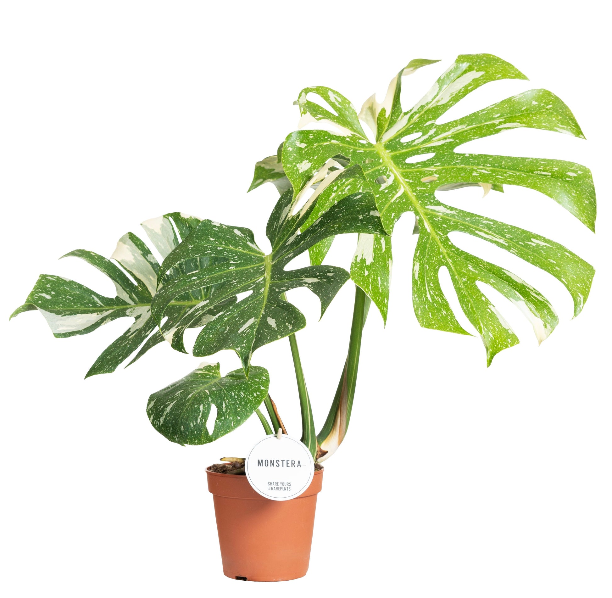 Mostert Nieuwerkerk BV Monstera Thai Constellation Pack of 4