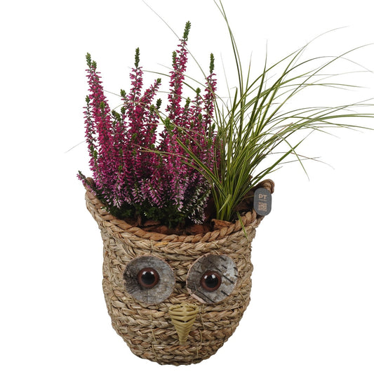 Outdoor arrangement 39cm 21cm Pot