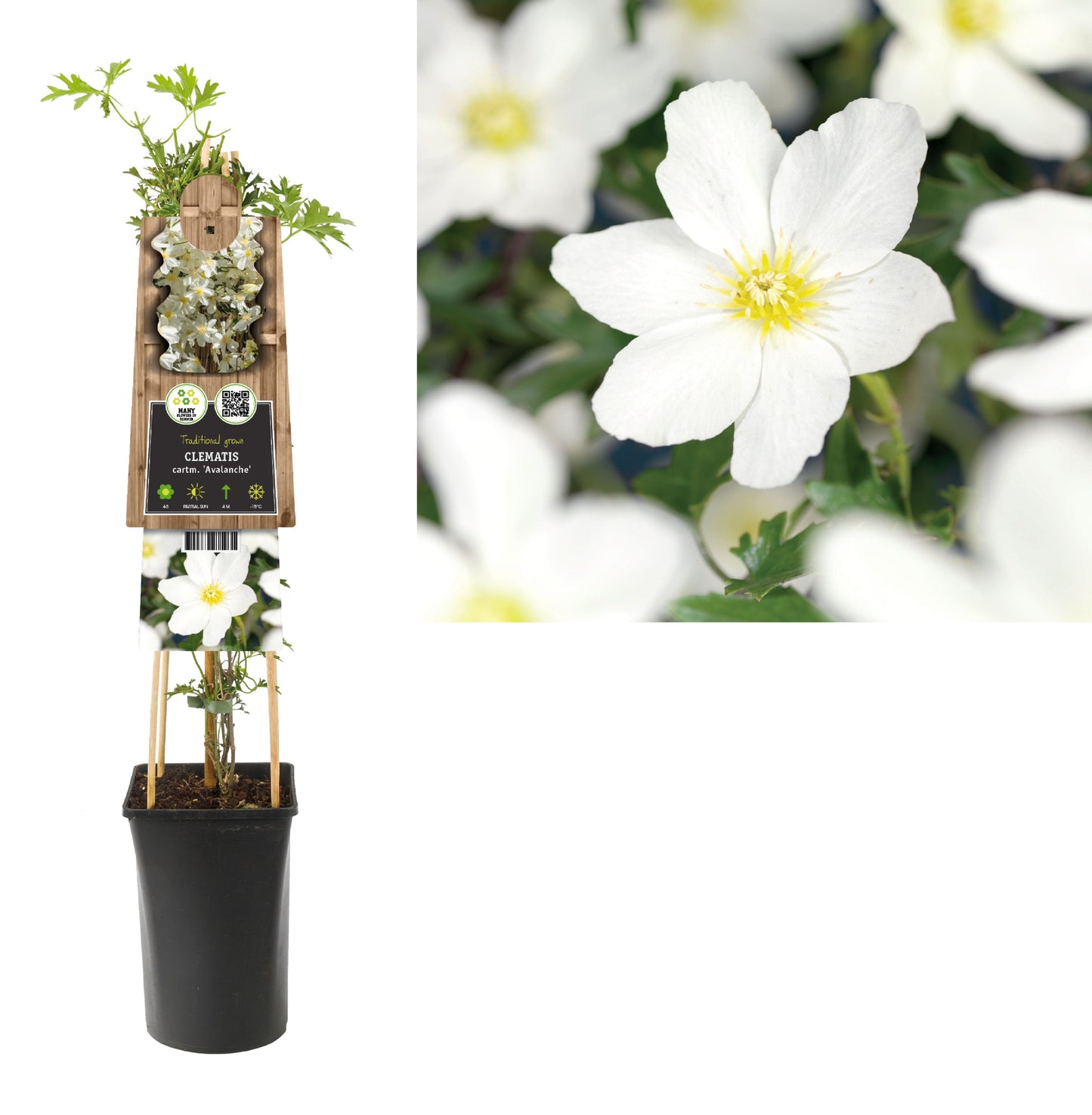 Clematis cartmanii Avalanche 75cm 17cm Pot