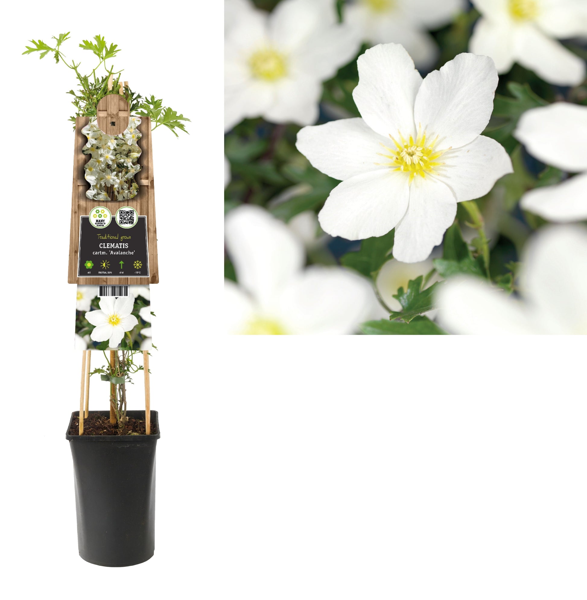 Clematis cartmanii Avalanche 75cm 17cm Pot