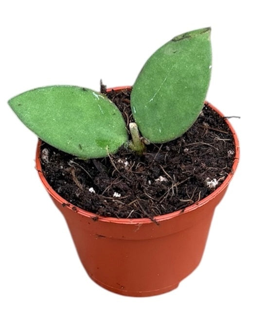 Hoya australis 8cm 6cm Pot