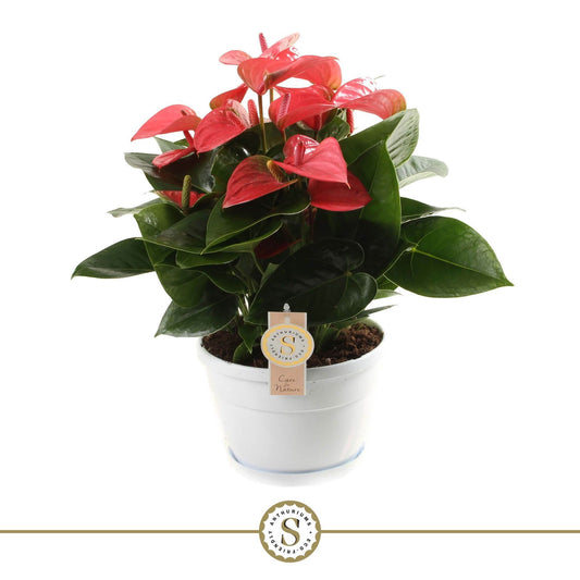 Anthurium Pink Champion 45cm 20cm Pot