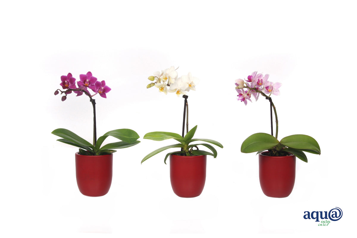 Phalaenopsis hybrid 17cm 6cm Pot