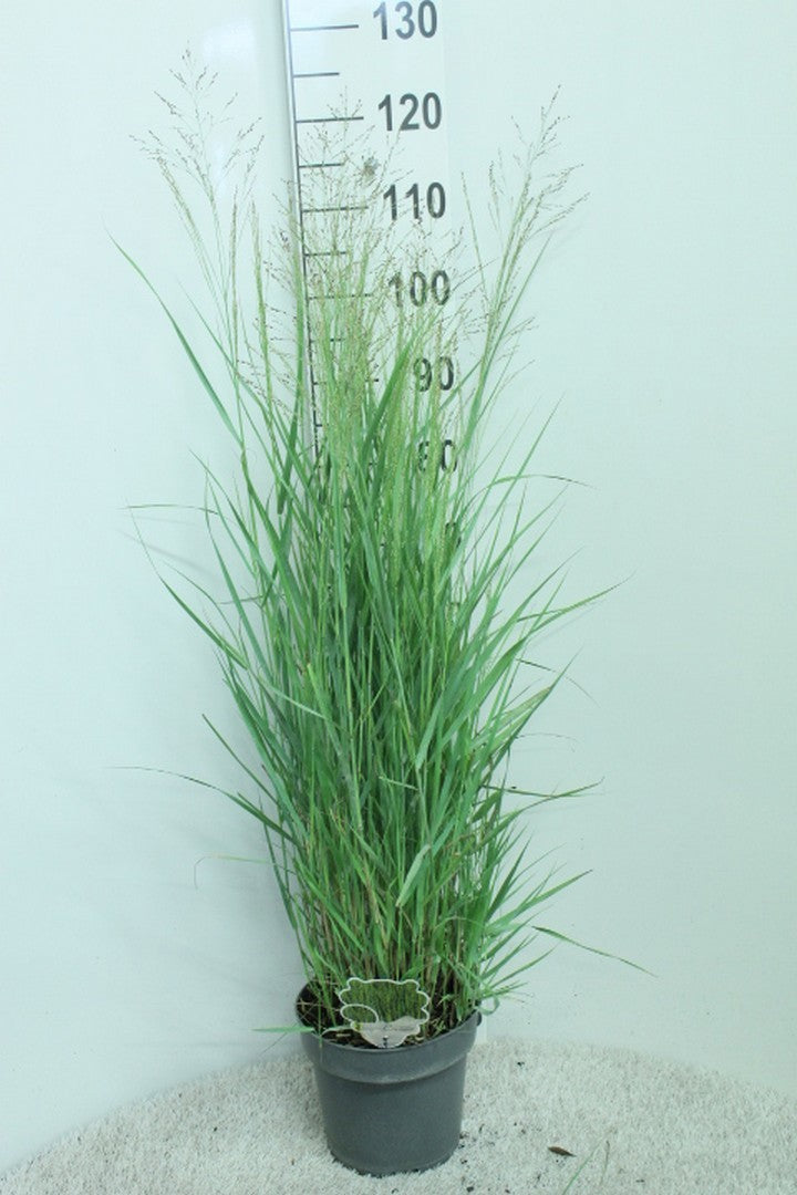 Panicum virgatum 120cm 23cm Pot