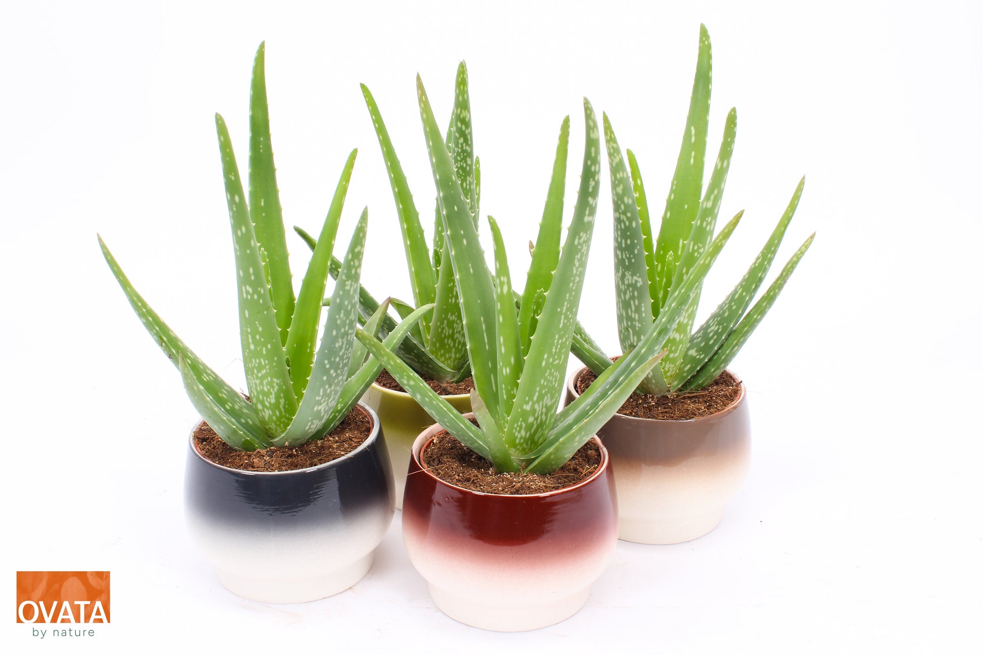 Aloe vera 25cm 14cm Pot