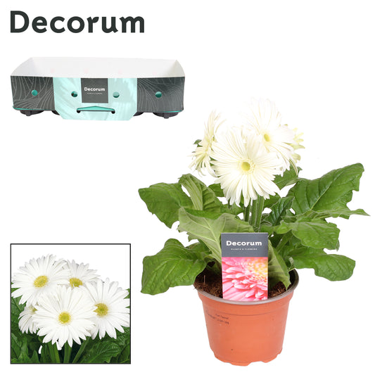 Gerbera Flori Line white 22cm 12cm Pot