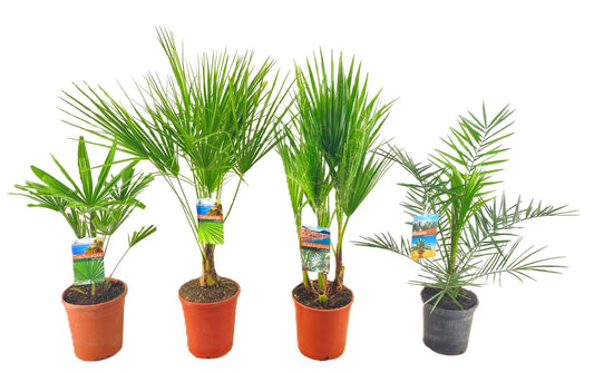 Palms mix 70cm 21cm Pot