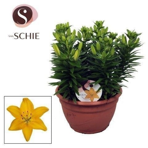 Schie Van Lilium az. Matrix Yellow schaal Pack of 1