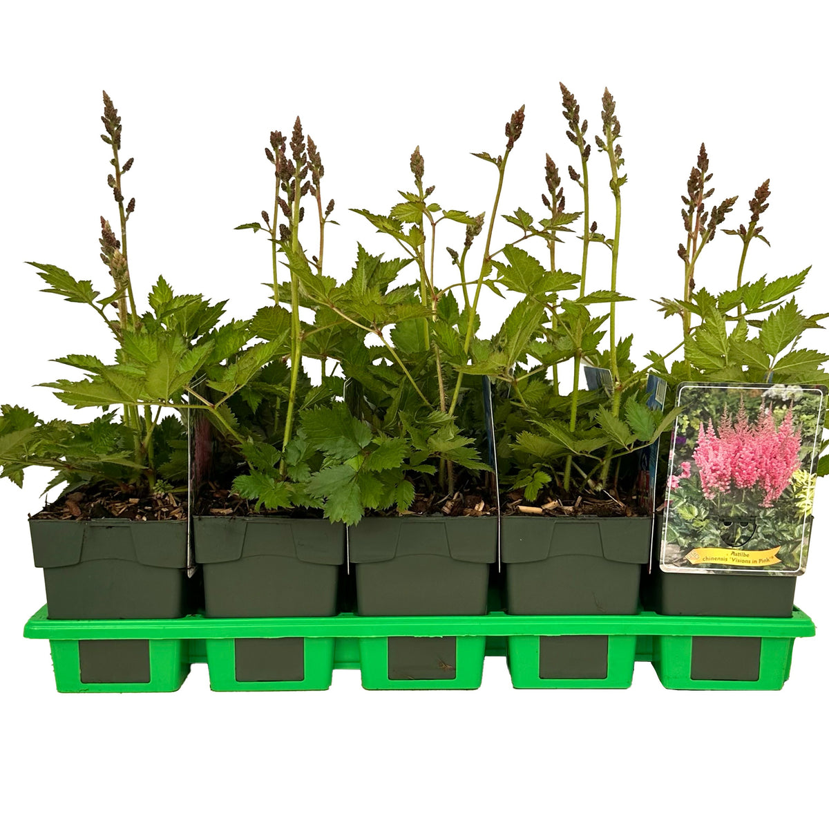 Astilbe chin. Vision in Pink 25cm 11cm Pot