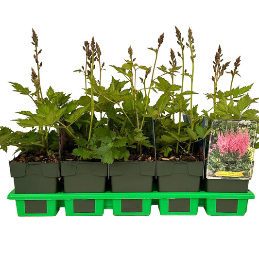 Astilbe chin. Vision in Pink 25cm 11cm Pot