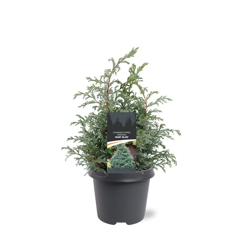 Chamaecyparis Baby Blue 45cm 23cm Pot