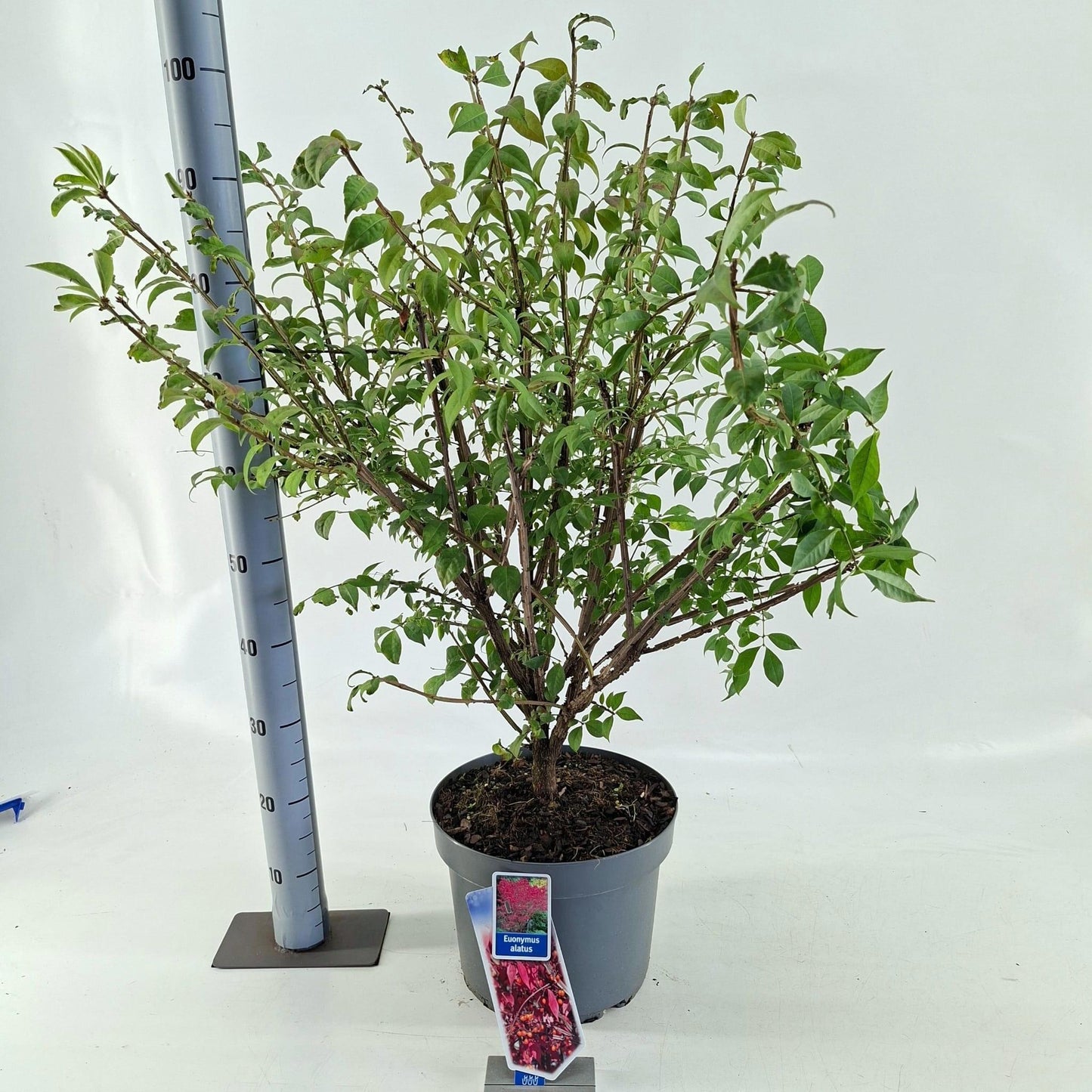 Euonymus jap. Gold Girl 100cm 29cm Pot