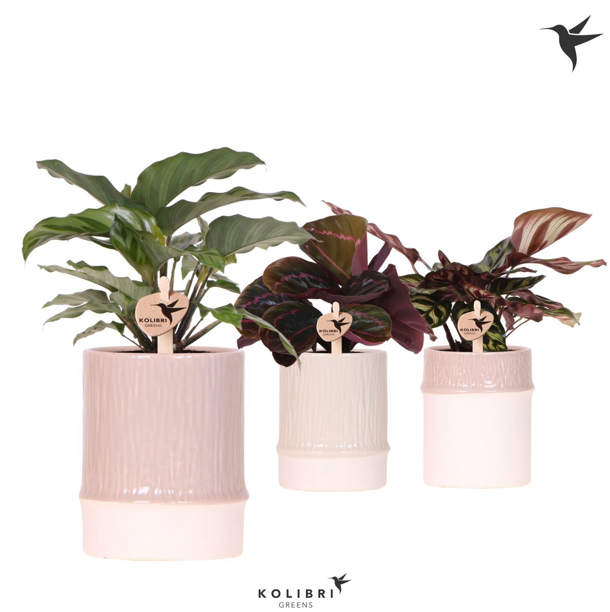 Calathea mix 26cm 9cm Pot
