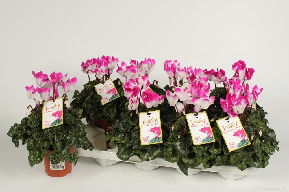 Cyclamen Indiaka 21cm 10.5cm Pot