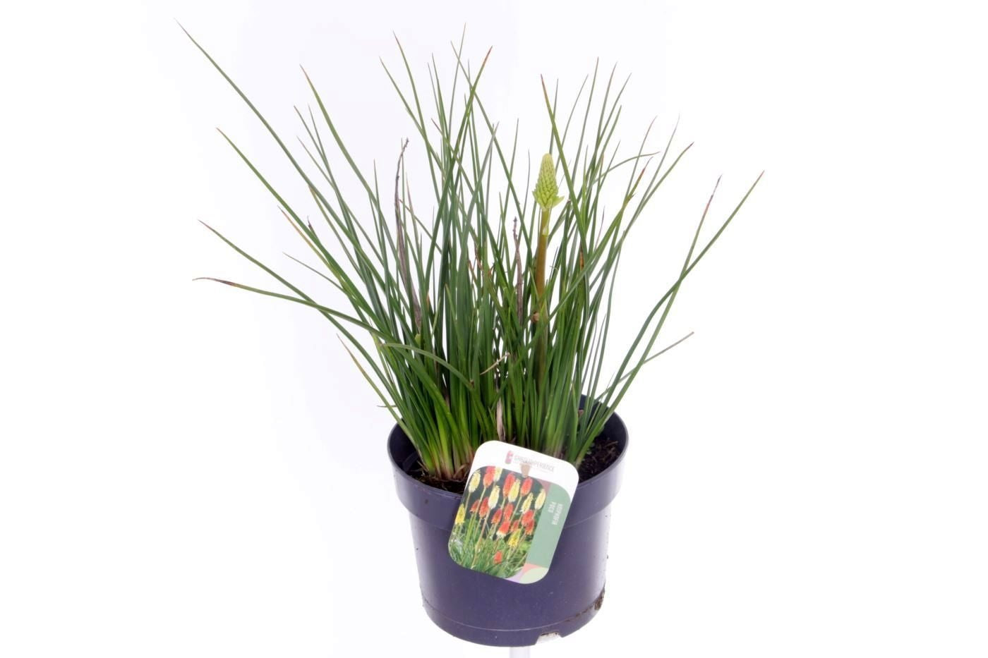 Kniphofia 40cm 17cm Pot