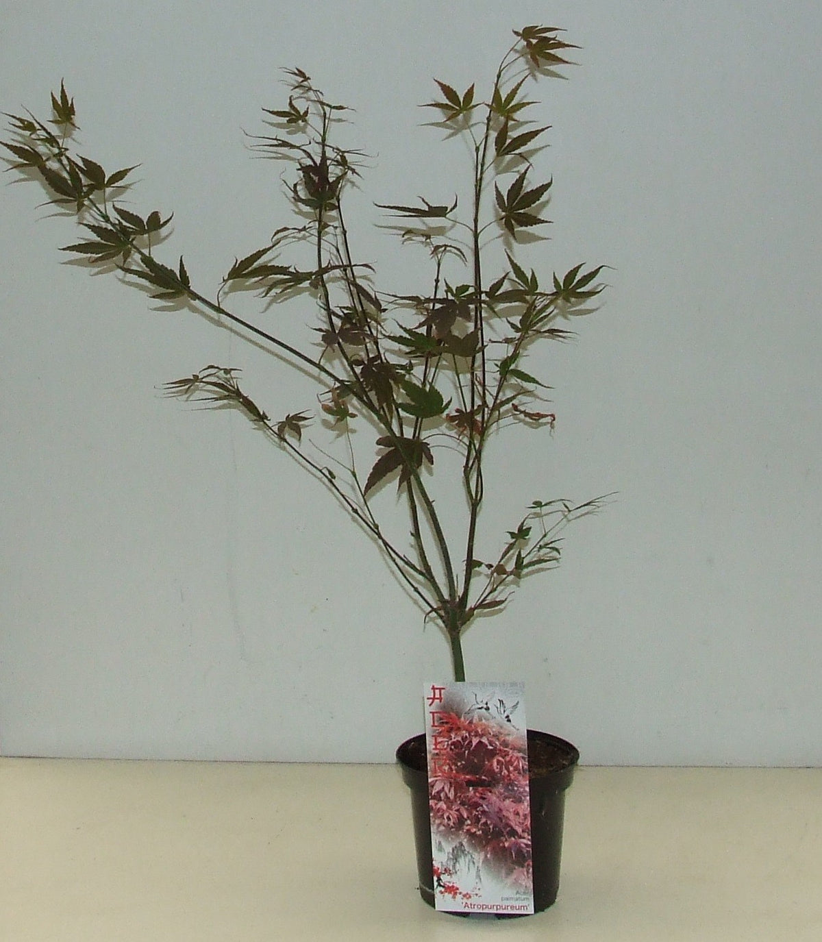 Acer Atropurpureum 60cm 19cm Pot