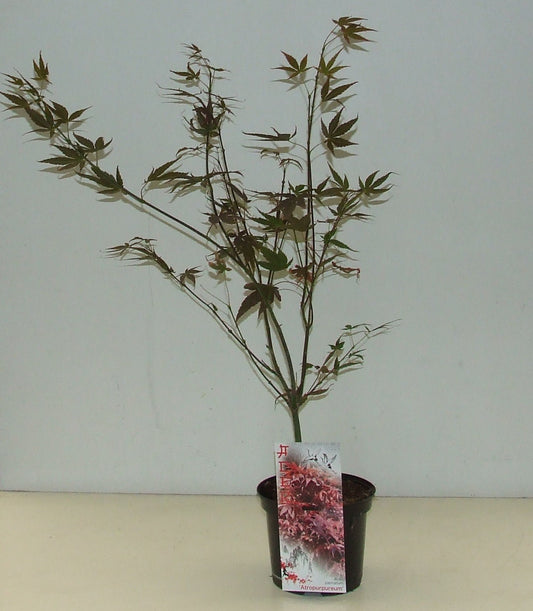 Acer Atropurpureum 60cm 19cm Pot