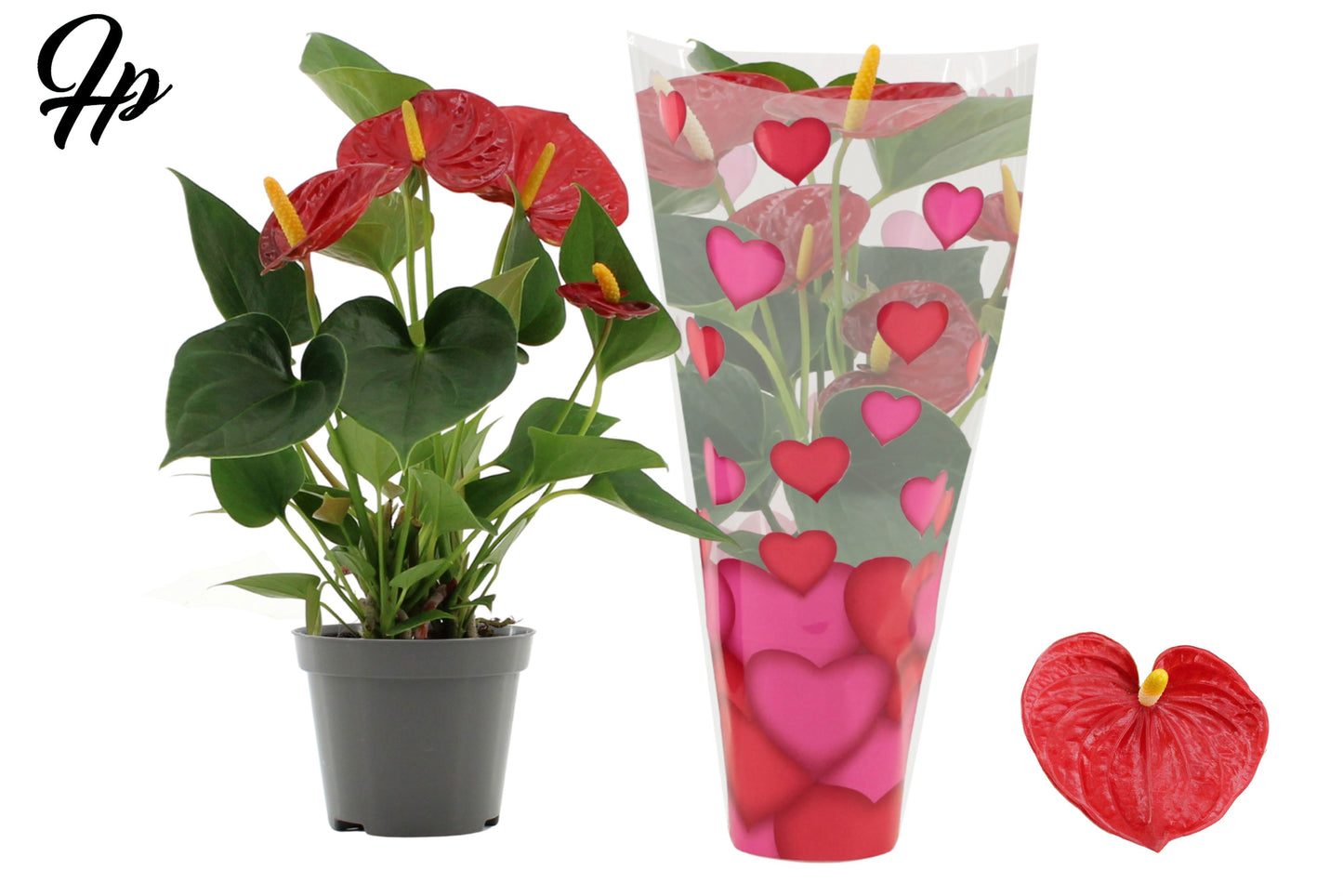 Anthurium Success Red 25cm 9cm Pot