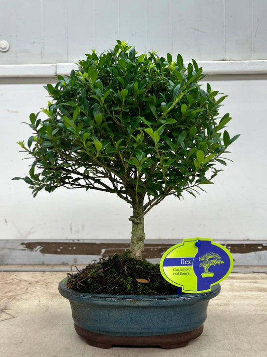 Ilex crenata 35cm 18cm Pot