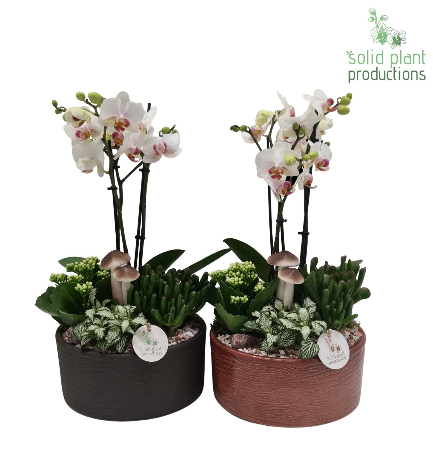 Solid Plant Productions PH004 Stella Brown/Grey Pack of 2