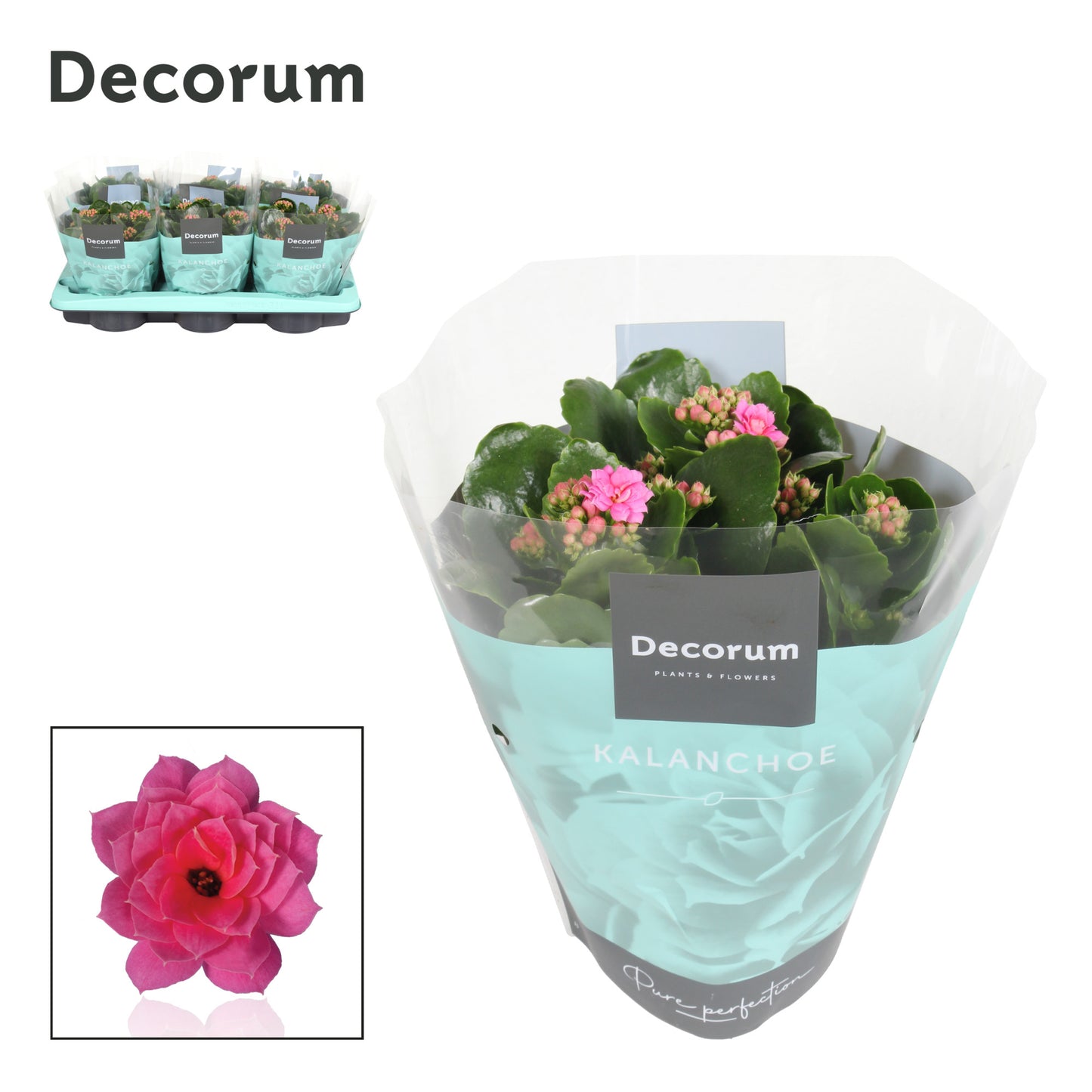 Kalanchoe pink decorum 26cm 15cm Pot