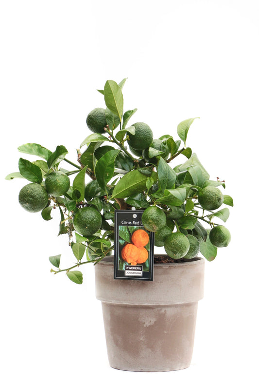 Citrus aurantifolia 38cm 16cm Pot