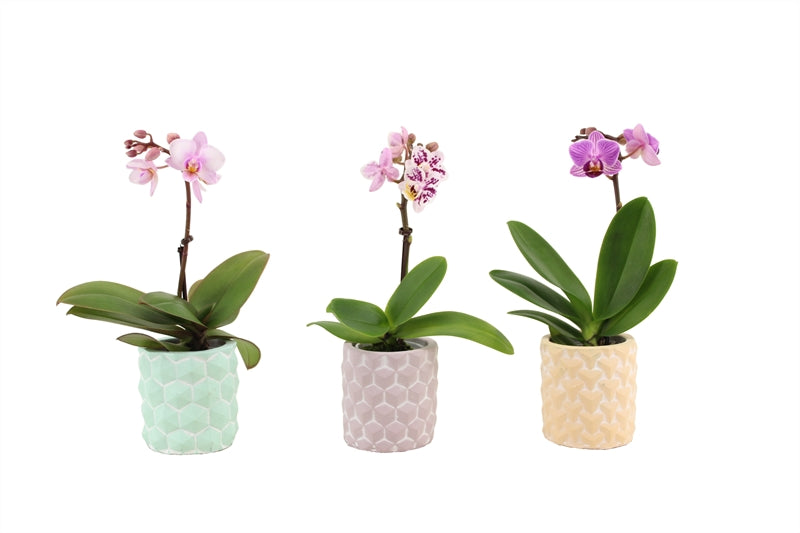 Phalaenopsis hybrid 17cm 6cm Pot