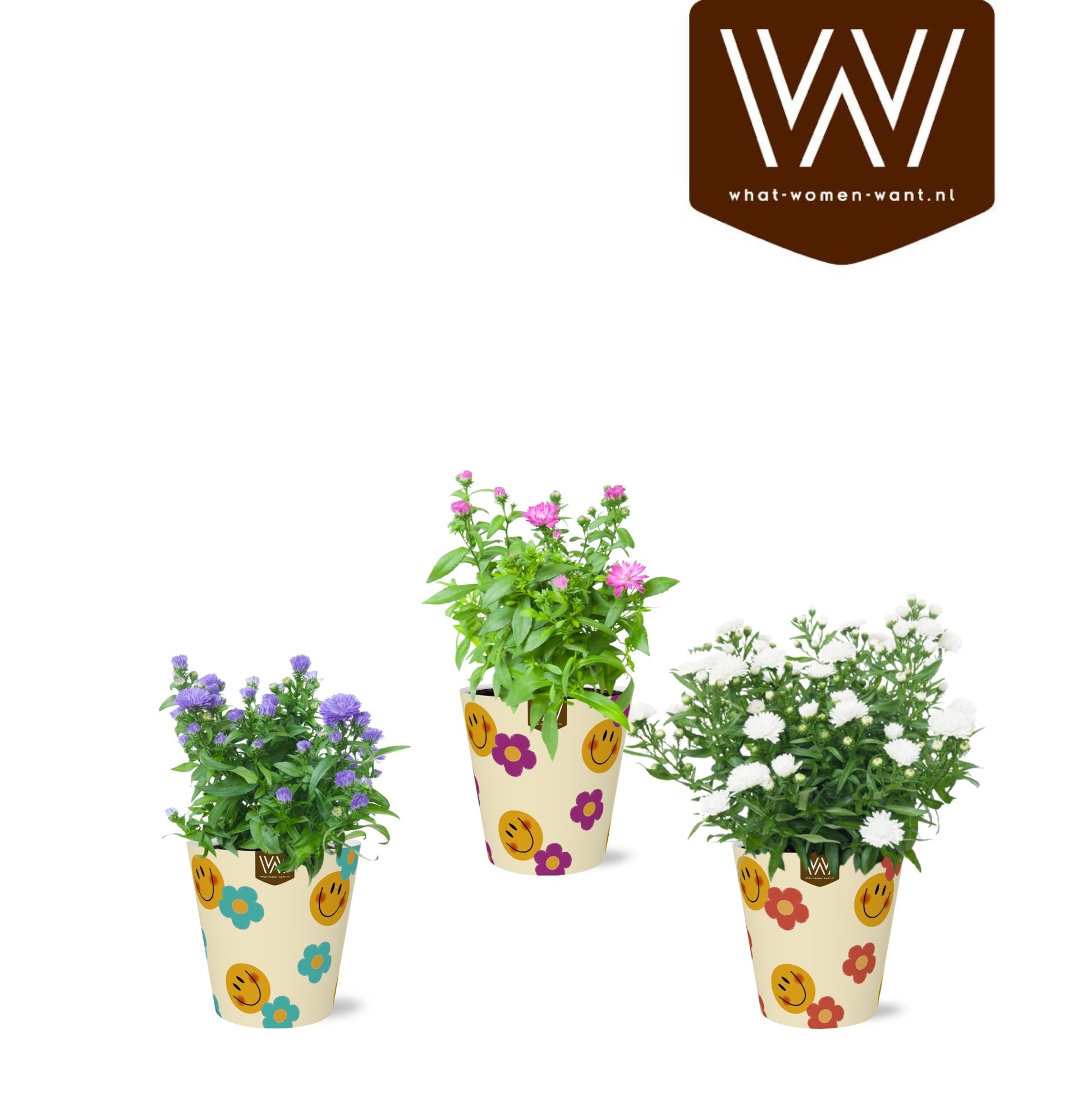 Aster mix 25cm 12cm Pot