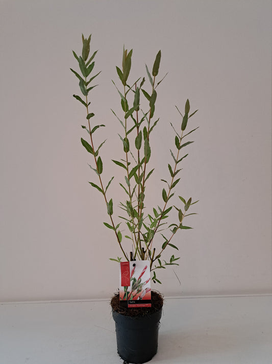Salix integra Flamingo 40cm 12cm Pot