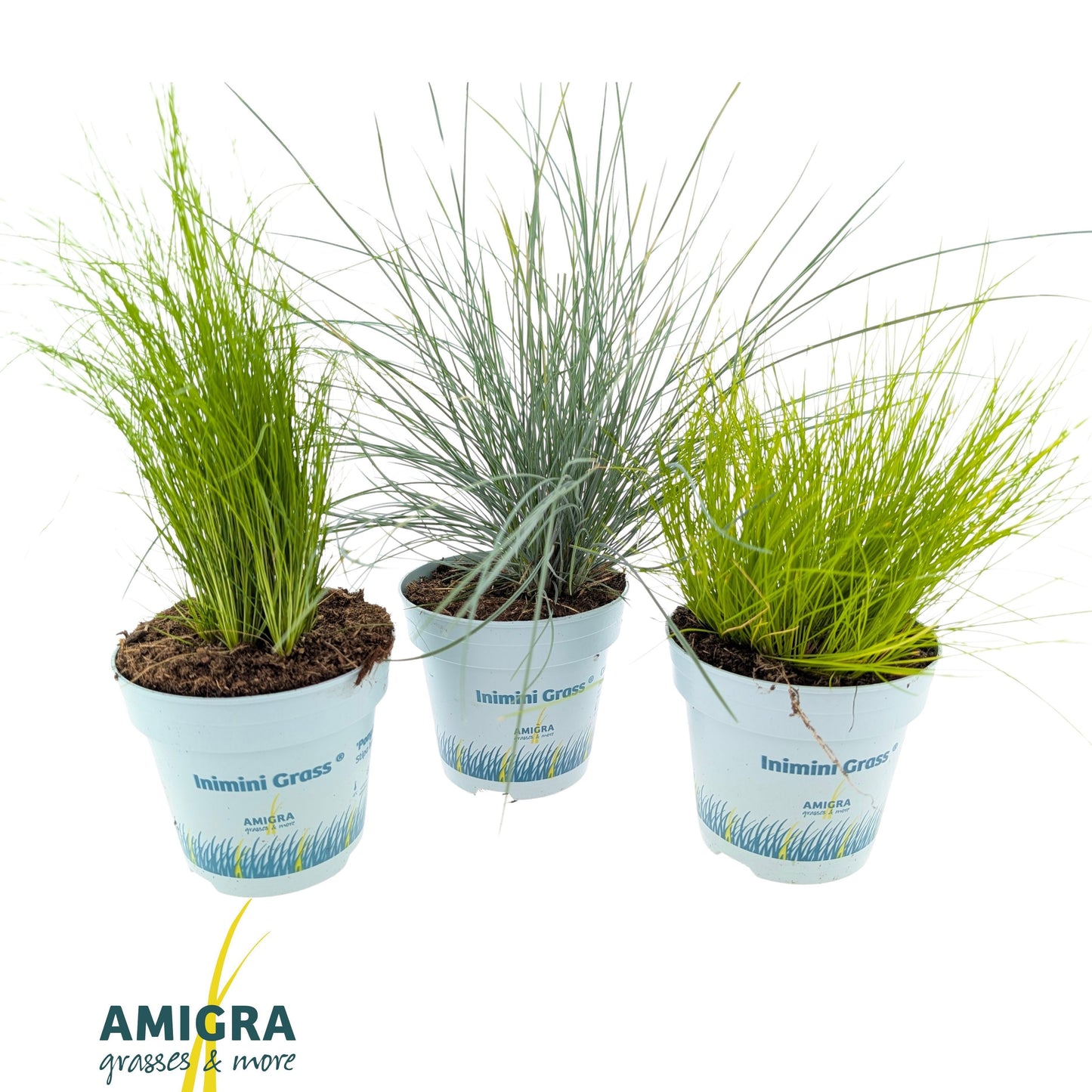 Grasses mix 40cm 510cm Pot