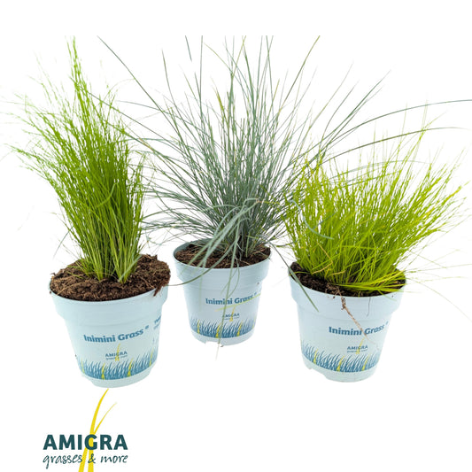 Grasses mix 40cm 510cm Pot