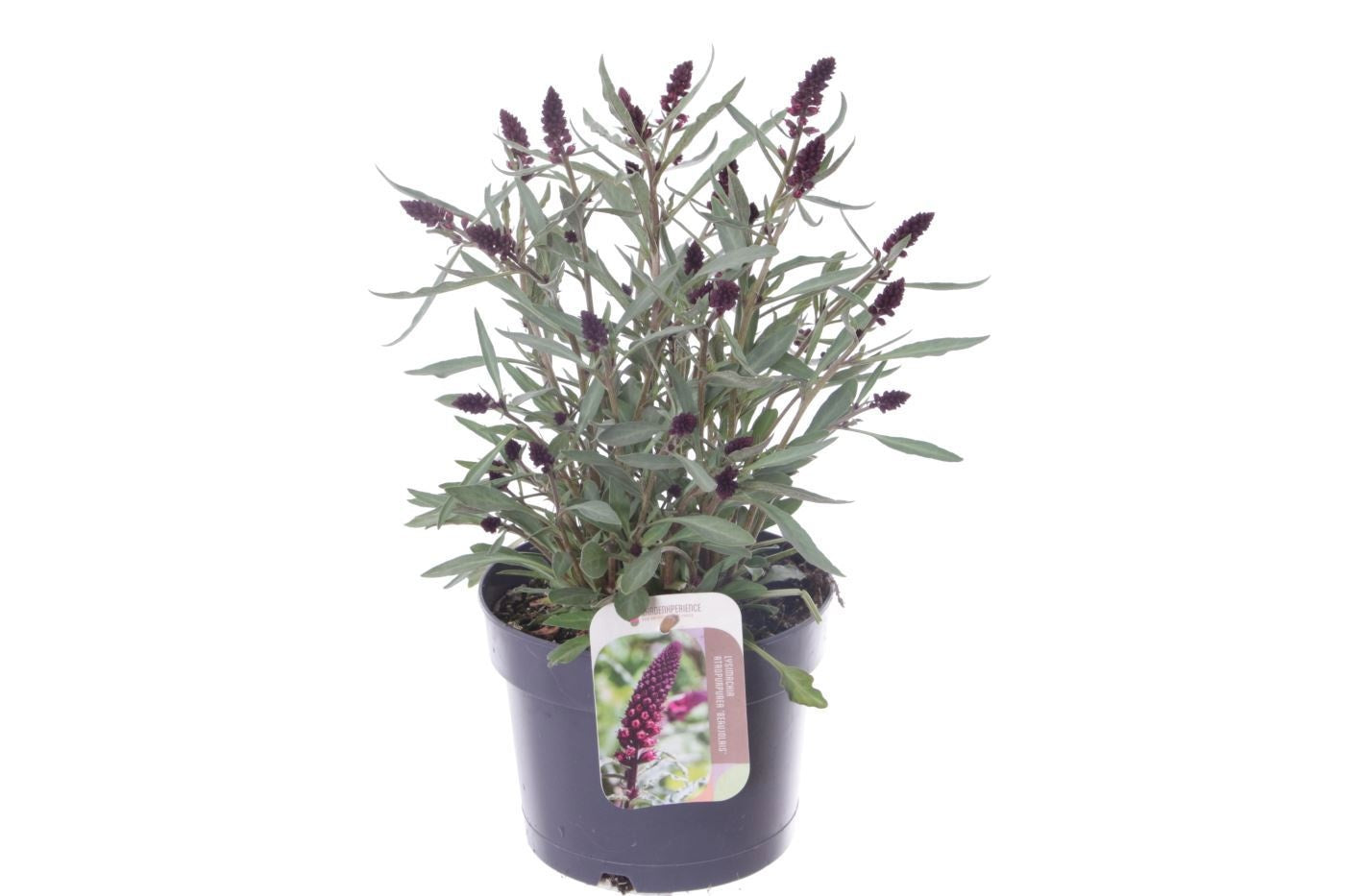 Lysimachia atropurpurea 40cm 17cm Pot