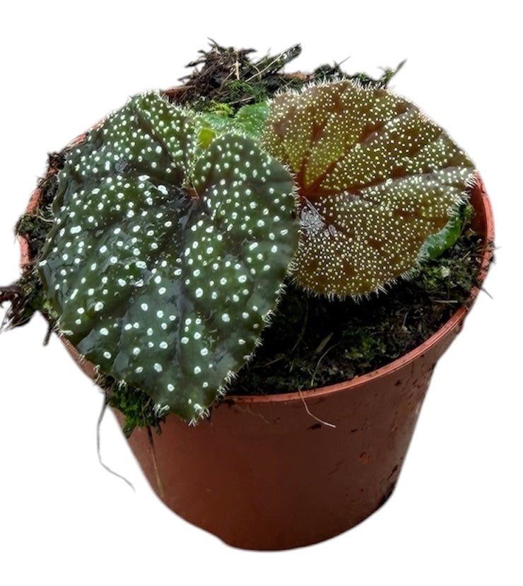Begonia Cottage Bright Red 12cm 8cm Pot
