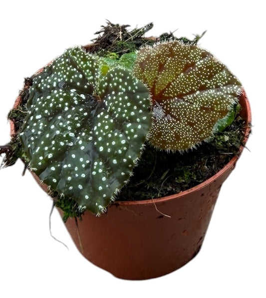 Begonia Cottage Bright Red 12cm 8cm Pot