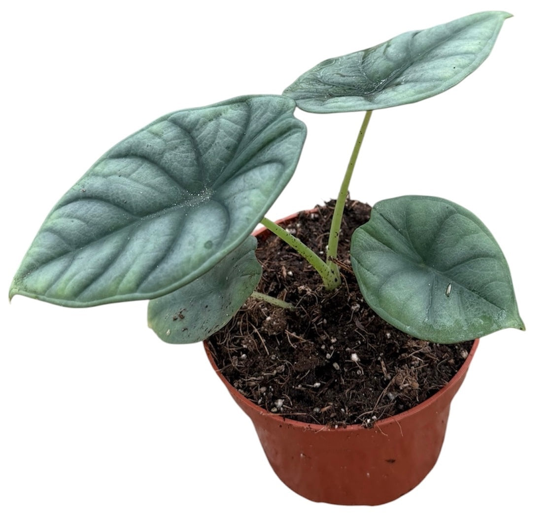 Alocasia amazonica 15cm 10.5cm Pot