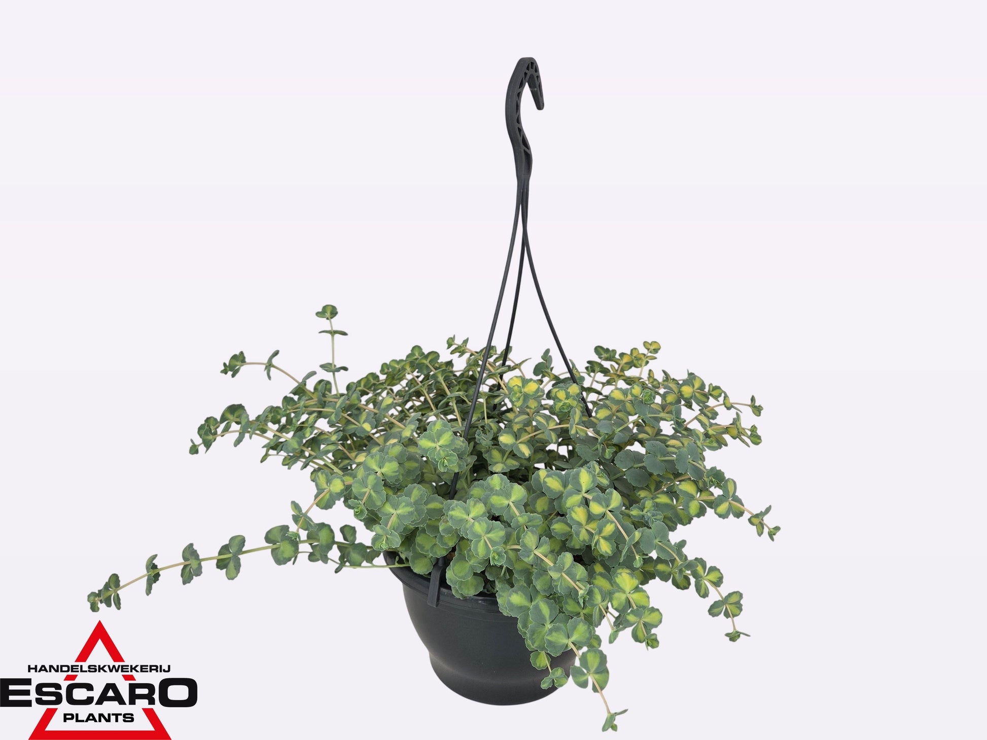 Sedum sieboldii Mediovariegatum 20cm 21cm Pot