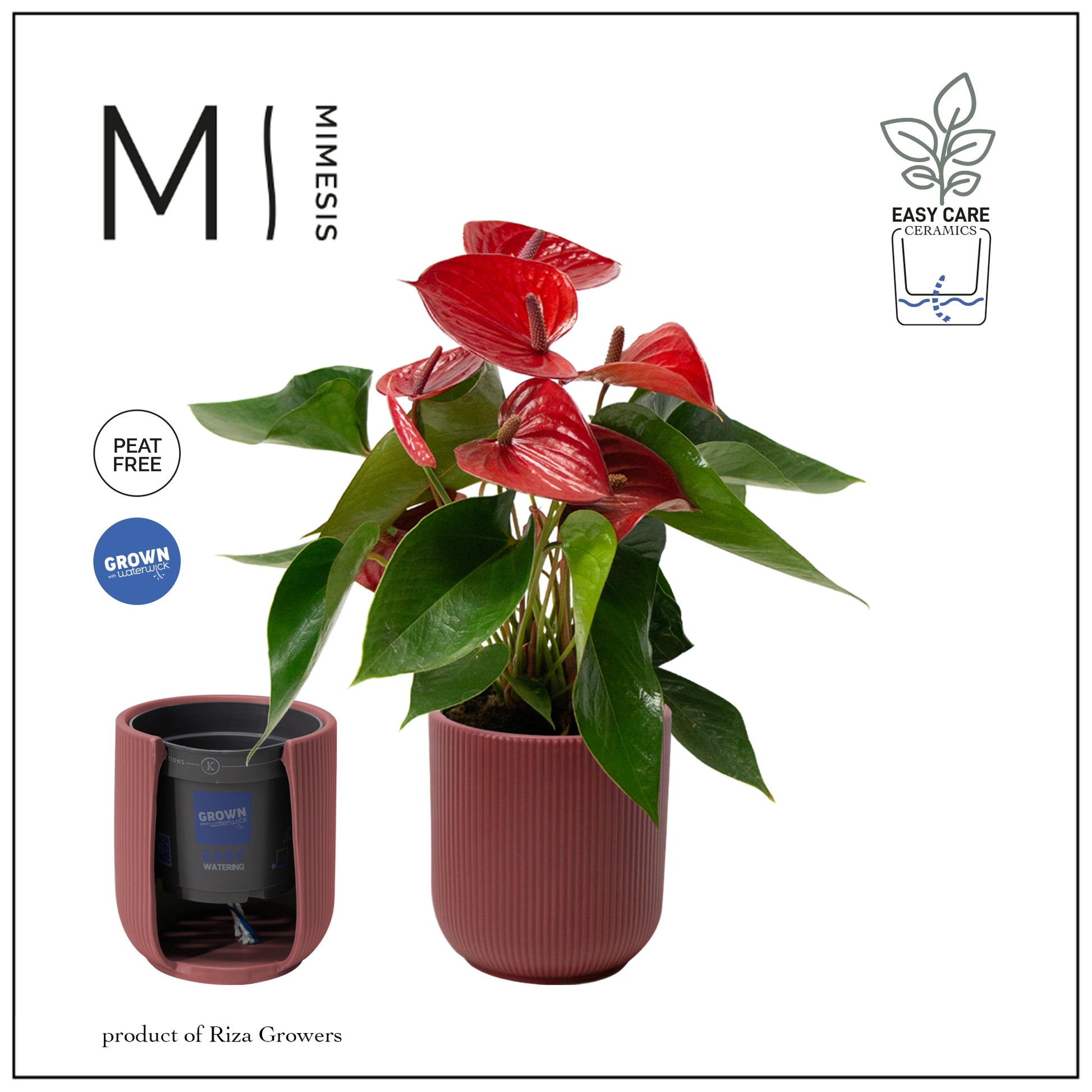 Anthurium Picanta Red 35cm 12cm Pot