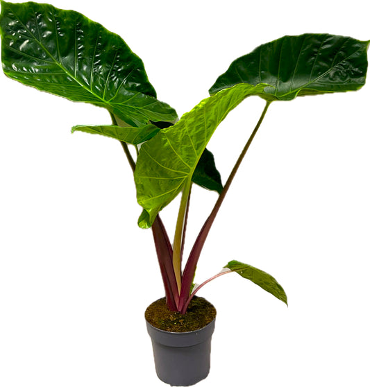 Alocasia amazonica 120cm 24cm Pot