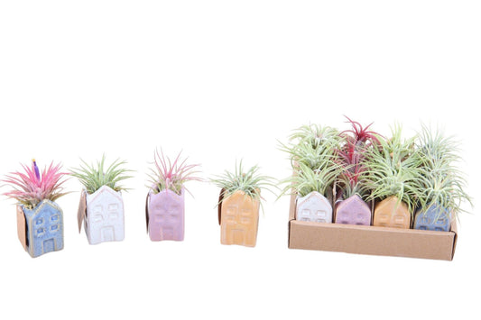 Tillandsia cyanea 5cm 5cm Pot