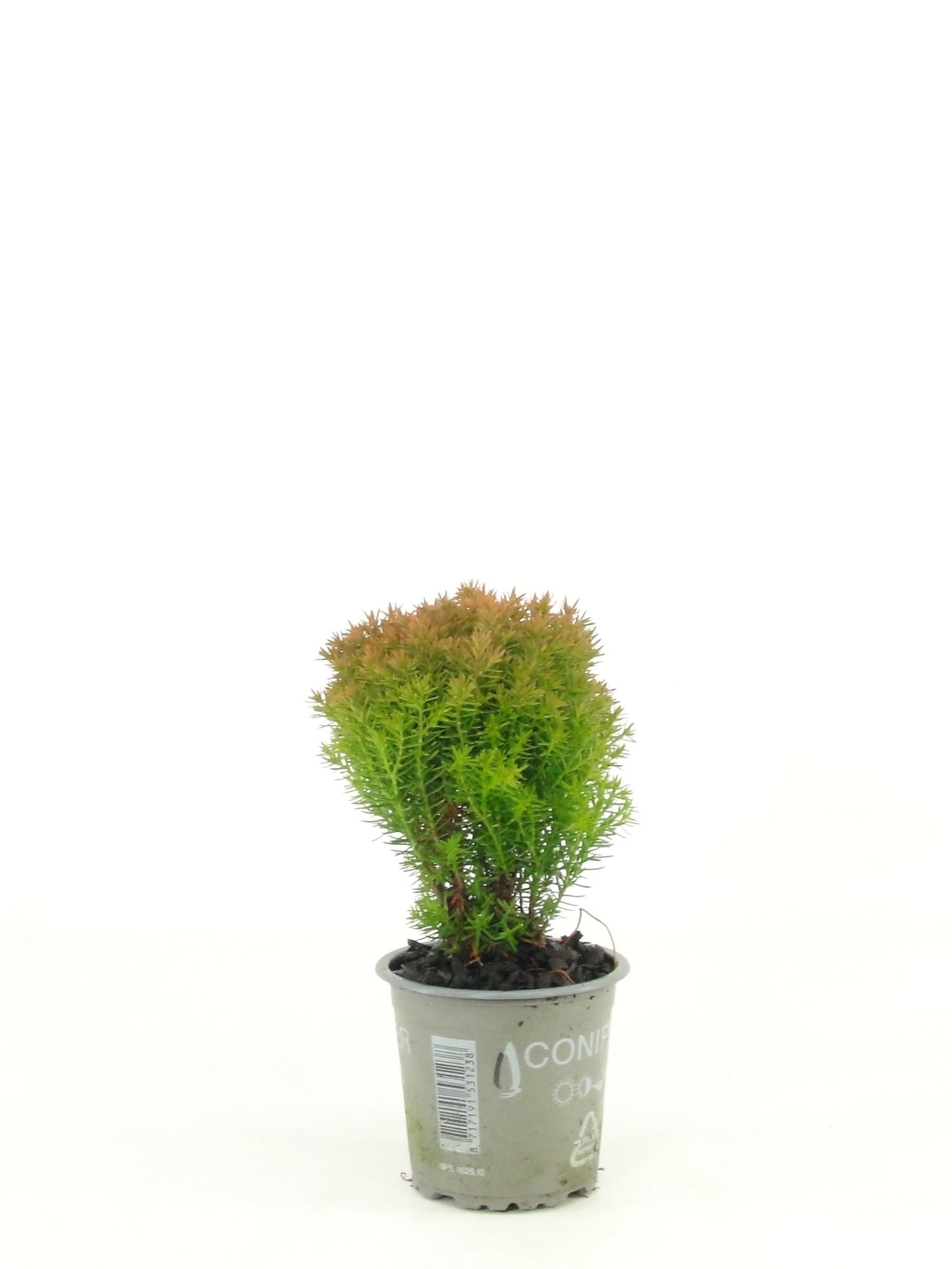 Bloemendaal, Fa.Kw. Thuja occidentalis Anniek Pack of 18