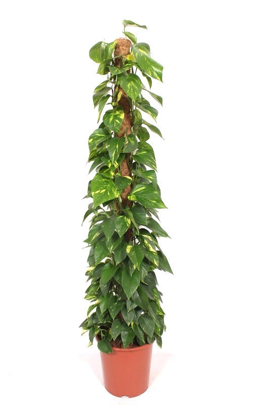 epipremnum-aureum-150cm-27cm-pot