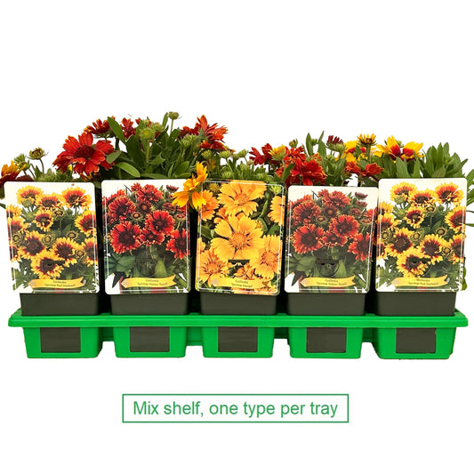 Gaillardia mix 25cm 11cm Pot