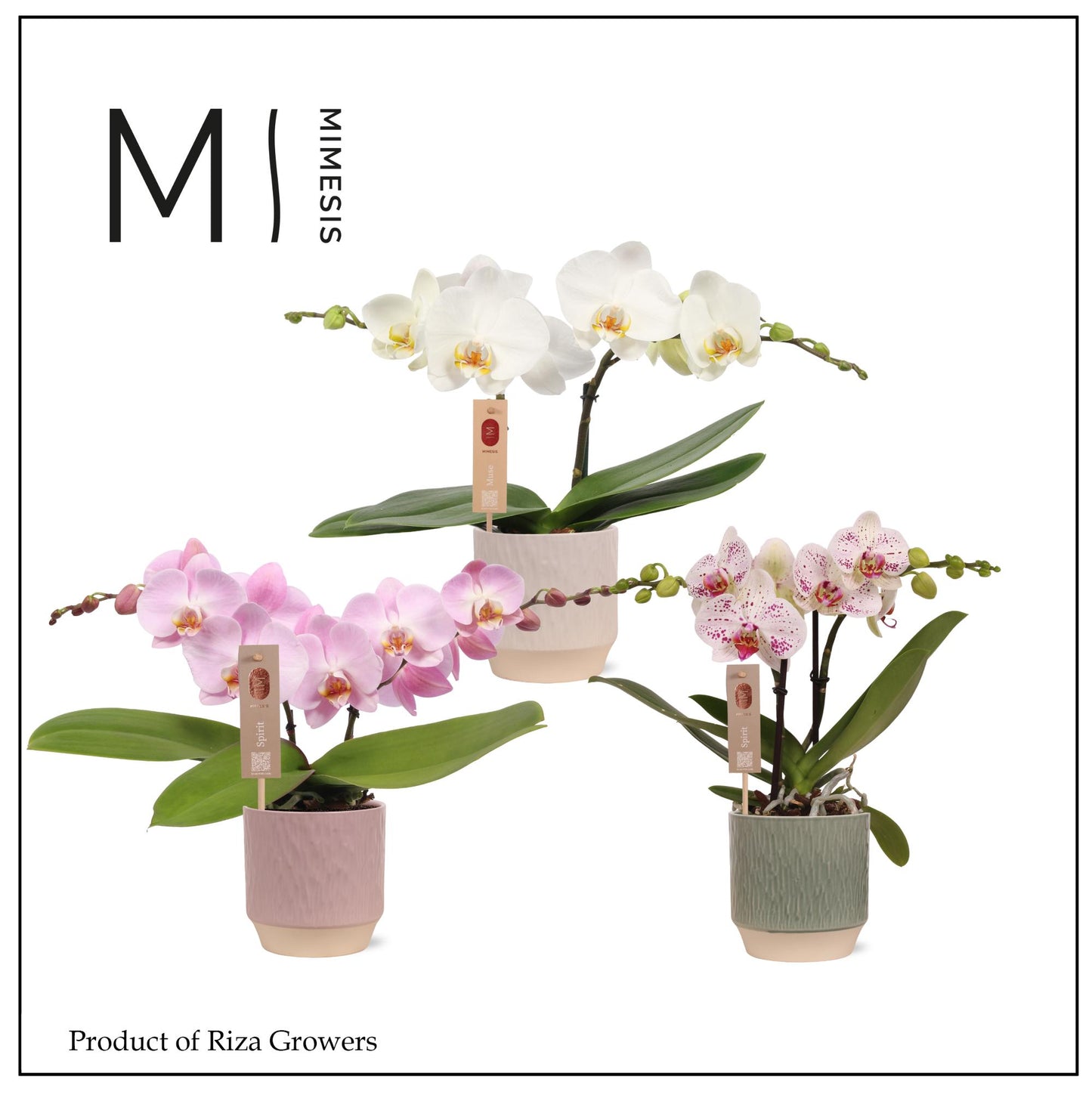 Phalaenopsis Spirit mix 45cm 12cm Pot