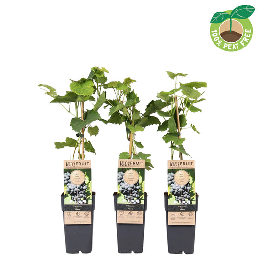 Vitis vinifera Nero 50cm 15cm Pot