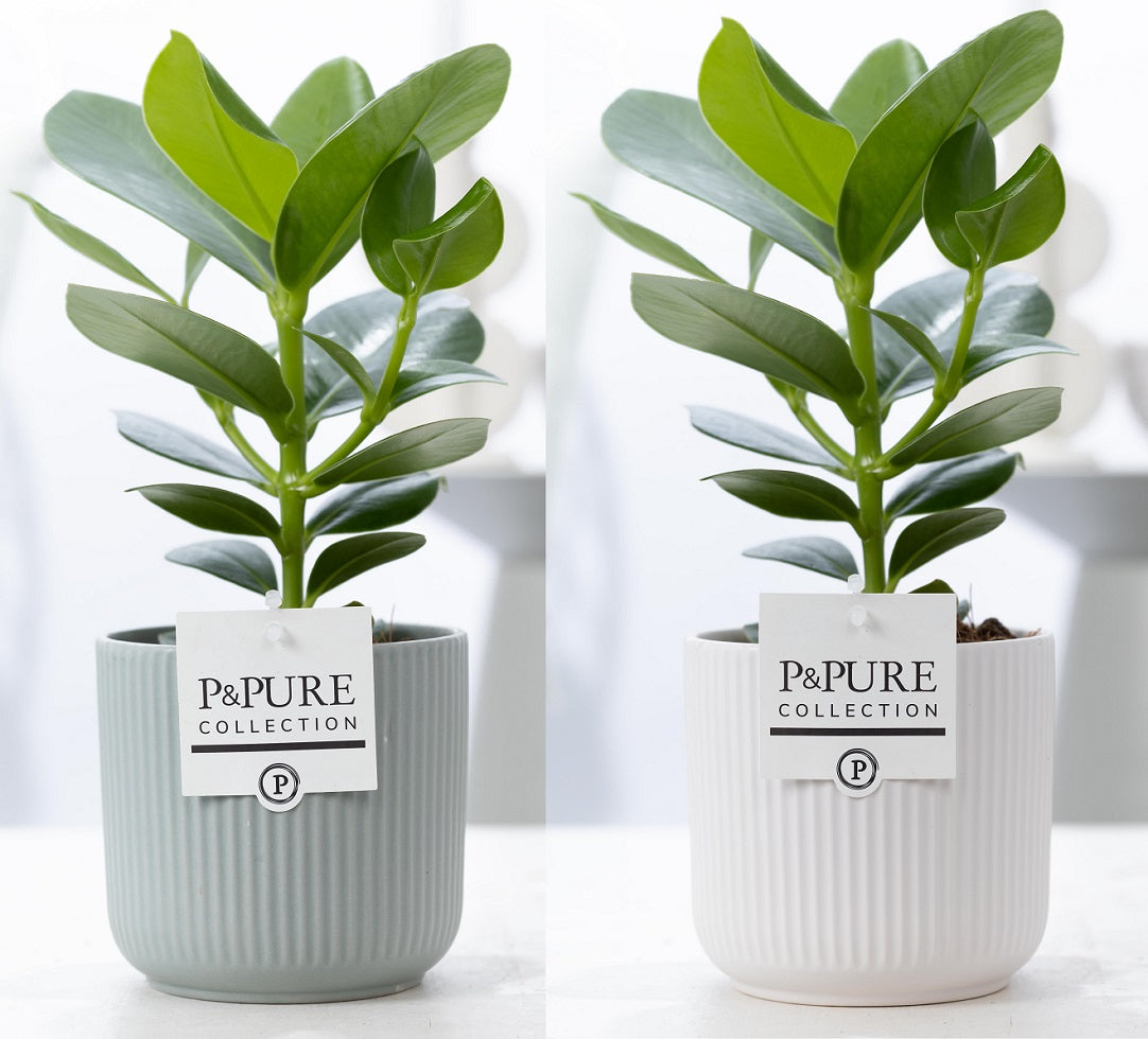 Clusia Princess 30cm 12cm Pot