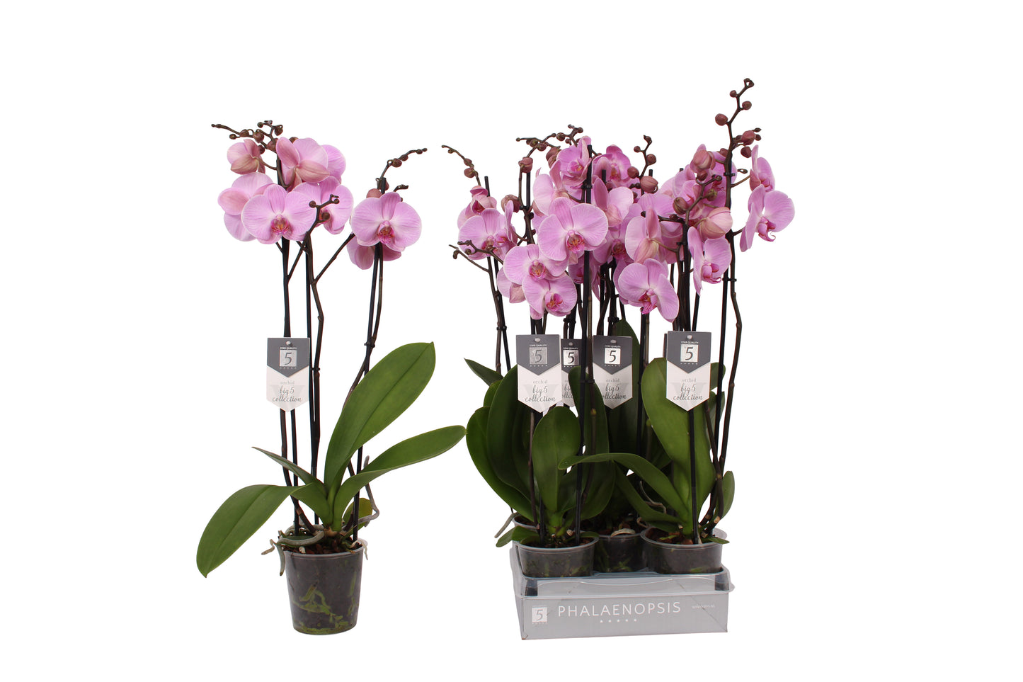Vijverberg BV, kw. Piet Phalaenopsis Elion Pack of 10