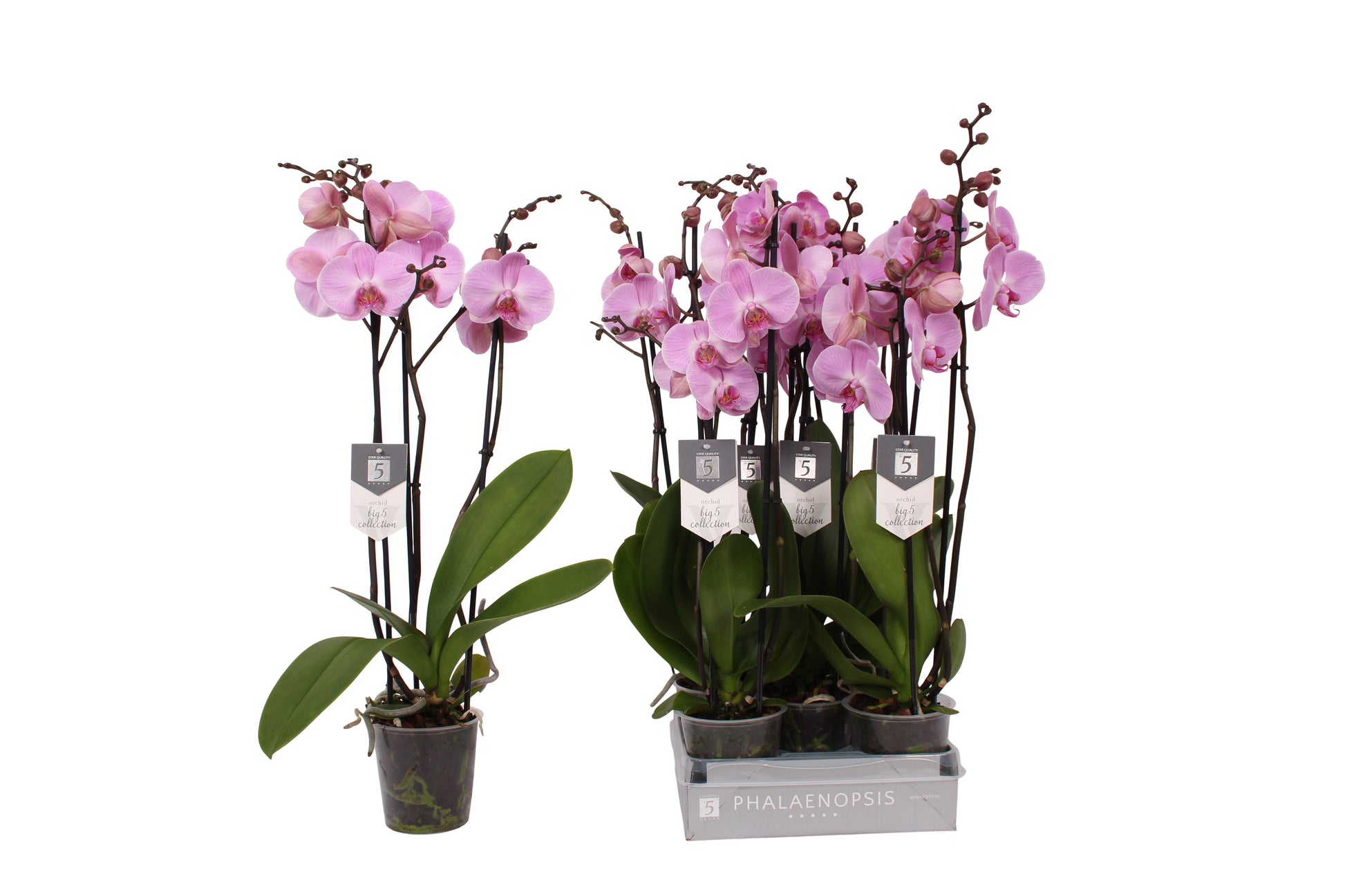 Vijverberg BV, kw. Piet Phalaenopsis Elion Pack of 10